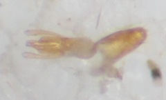 Phloeonomus punctipennis