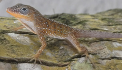 Anolis oculatus winstonorum