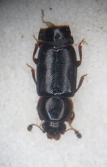 Carpophilus