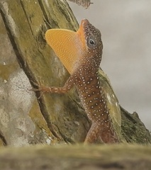 Anolis oculatus winstonorum