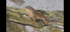 Anolis oculatus winstonorum