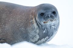 Leptonychotes weddellii