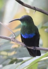 Eulampis holosericeus