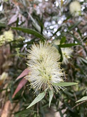 Melaleuca salicina