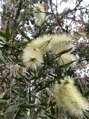 Melaleuca salicina