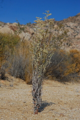 Eriogonum plumatella