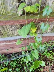 Aristolochia californica