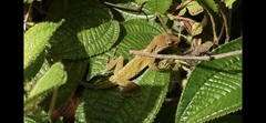 Anolis oculatus montanus