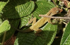 Anolis oculatus montanus