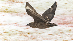 Stercorarius antarcticus