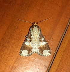 Condica imitata