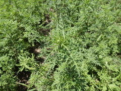 Ambrosia tenuifolia