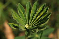 Lupinus polyphyllus