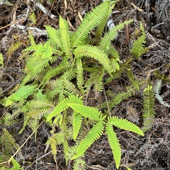 Gleicheniaceae