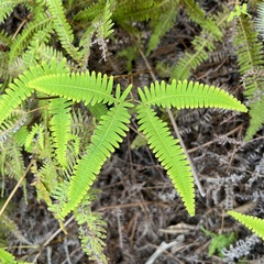Gleicheniaceae
