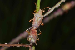 Oebalus
