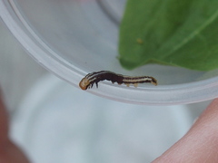 Papaipema nebris
