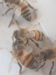 Apis mellifera