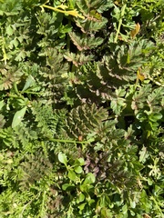 Erodium