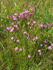 Centaurium littorale