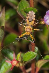 Pyrrhosphodrus amazonus