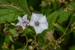 Convolvulus crenatifolius