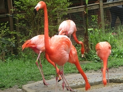Phoenicopteridae