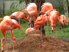 Phoenicopteridae