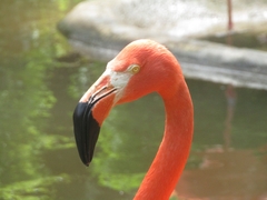 Phoenicopteridae