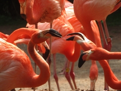 Phoenicopteridae