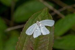 Protitame virginalis