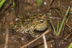 Rhinella merianae