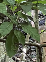 Psychotria nervosa
