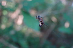 Micrathena duodecimspinosa