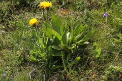 Hypochaeris uniflora