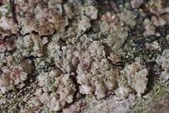 Lecanoromycetes
