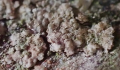 Lecanoromycetes