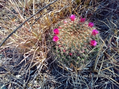 Mammillaria haageana