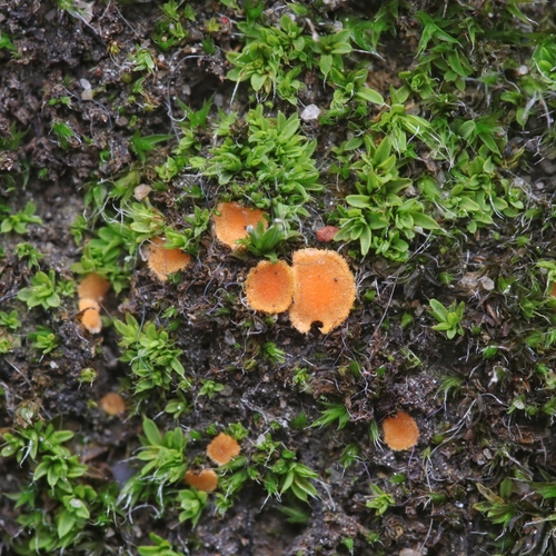 Octospora musci-muralis