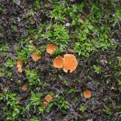 Octospora musci-muralis