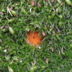 Octospora musci-muralis