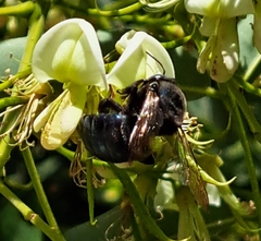 Xylocopa splendidula