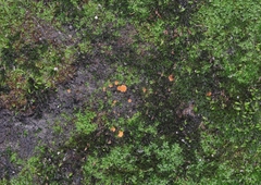 Octospora musci-muralis