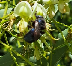 Xylocopa splendidula