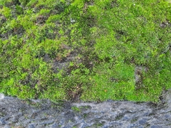 Octospora musci-muralis