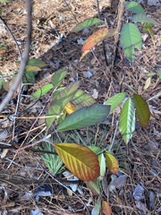 Frangula caroliniana
