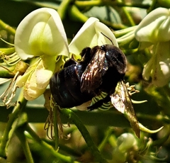 Xylocopa splendidula
