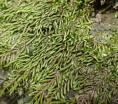 Pseudoleskeopsis claviramea