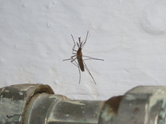 Culiseta longiareolata
