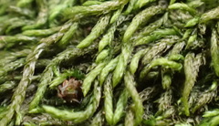 Pseudoleskeopsis claviramea